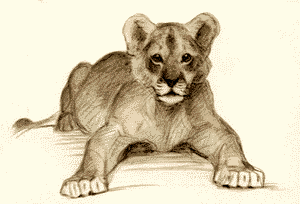 animiertes-raubtier-raubkatze-bild-0014