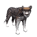 animiertes-raubtier-raubkatze-bild-0036