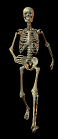 animiertes-skelett-bild-0102