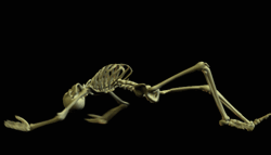 animiertes-skelett-bild-0106