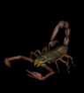 animiertes-skorpion-bild-0012