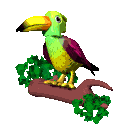 animiertes-tukan-bild-0016