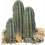 animiertes-kaktus-bild-0022