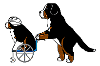 animiertes-berner-sennenhund-bild-0062