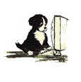 animiertes-berner-sennenhund-bild-0200